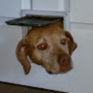 Meet your Posher, Dwain